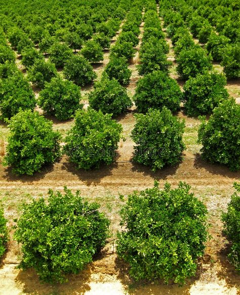 Orange Fruit Tree Orchard. Rows of Orange Fruit Trees growing in an orchard , #sponsored, #Tree, #Orchard, #Orange, #Fruit, #growing #ad Fruit Tree Orchard, Watering Trees, Poultry Farm Design, Tree Orchard, Orange Farm, Fruit Growing, Orchard Garden, Modern Agriculture, Farm Layout