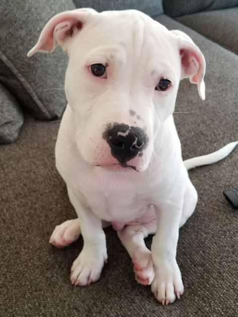 Staffie Puppies, White Pitbull Puppies, Dog Argentino, White Pitbull, American Bulldog Puppies, Staffy Dog, Pit Bull Puppies, American Bull, Bully Dog