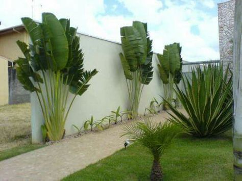 Plants Around Pool, Travellers Palm, Side Yard Landscaping, Tropical Garden Design, Desert Garden, Outdoor Gardens Design, Home Landscaping, Side Yard, House Landscape