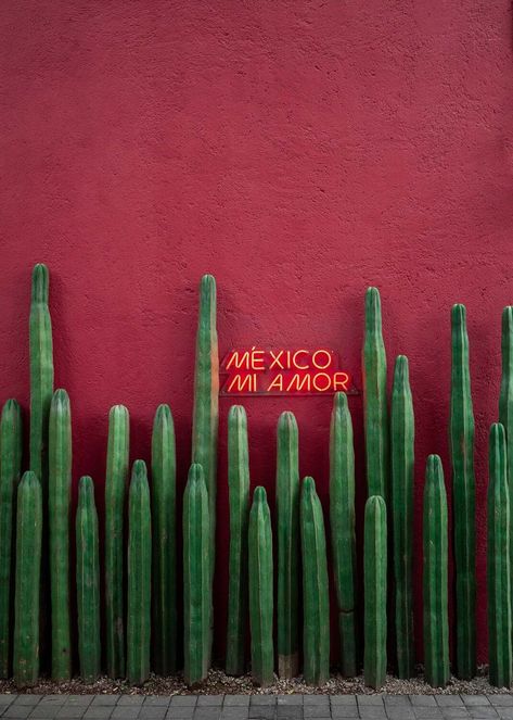 Ultimate Self Guided Tour of La Condesa, Mexico City - The Creative Adventurer Red Wall Paint, Places To Visit In Mexico, Plants Photo, Mexico City Travel, Red Wall, Green Cactus, Painted Wall, Foto Art, Art Event