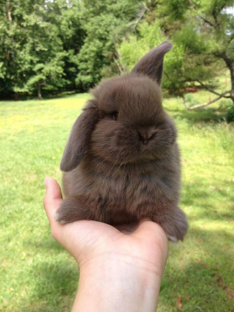 Our Holland Lop chocolate bunny, Mocha