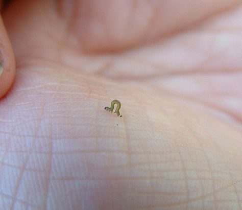 A really teeny tiny Caterpillar. Tiny Baby Animals, Tiny Person, Tiny Animals, Cute Reptiles, Cute Small Animals, Baby Animals Pictures, Pretty Animals, Silly Animals, Cute Animal Photos