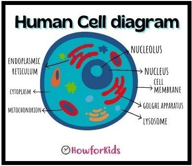 Levels of Organization in the Human Body Human Cell Model Project, Human Cell Drawing, Human Cell Model, Human Cell Project Ideas, Human Cell Anatomy, Human Cell Diagram, Organs And Their Functions, Cell Pictures, Human Cell Structure