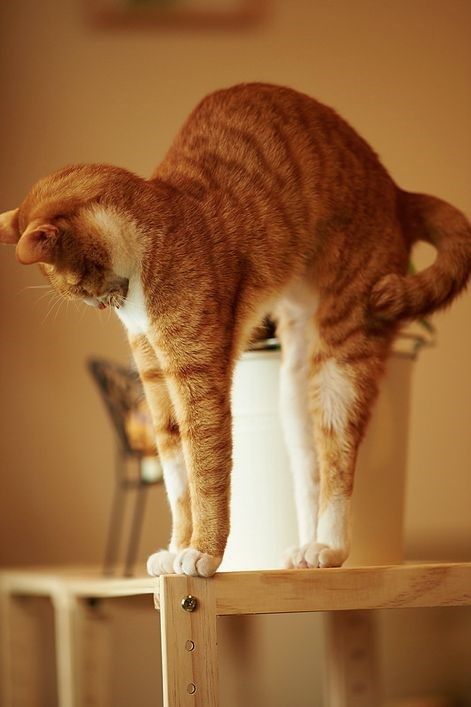 Orange And White Cat, Cat Stretching, Cat Reference, Cat Pose, Orange Cats, Outdoor Cats, Ginger Cats, Cat Paws, Cats Meow