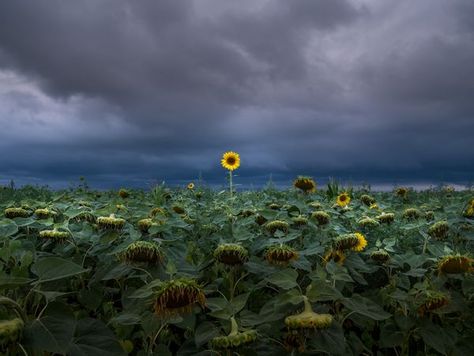 Stormy Flower Field, Stormy Countryside, Mysterious Aesthetic, Diy Necklace Display, Mac Wallpapers, Background Reference, Embellishment Ideas, Gojo Saturo, Dark Paintings