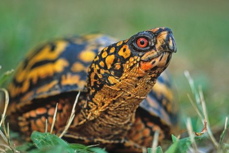 Eastern Box Turtle: One of the Most Colorful Reptiles in North America - Wide Open Spaces State Animals, Star Tortoise, Indian Star Tortoise, Turtle Photography, Turtle Species, Box Turtles, Eastern Box Turtle, Russian Tortoise, Turtle Images