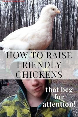 Friendly Chickens, Baby Chicks Raising, Portable Chicken Coop, Types Of Chickens, Chicken Farming, Backyard Chicken Farming, Chicken Run, Raising Backyard Chickens, Keeping Chickens