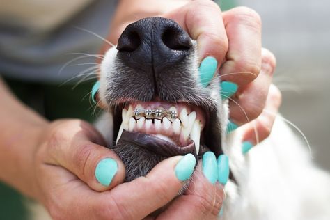 Yes, there is such a thing as dog braces for teeth. Let’s go over what you need to know about dog braces and if your pooch needs them. Wearing braces is a normal part of childhood for many people. You may remember the struggle of finding food stuck between your teeth and the braces or […] Braces Price, Dog Braces, Misaligned Teeth, Getting Braces, Teeth Alignment, Canine Tooth, Crooked Teeth, Bad Teeth, Teeth Bleaching