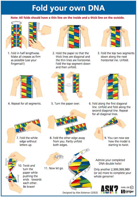 Dna Paper Model, Dna Origami, Dna Model Project, Education Pictures, Dna Activities, Dna Facts, Nature Lessons, Dna Project, Reflexology Chart