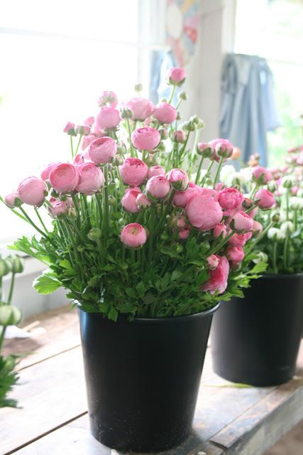 is it possible to have too many ranunculus? - Floret Flowers Ranunculus Garden, Ranunculus Flowers, Anemone Flower, Cut Flower Garden, Peonies Garden, Hybrid Tea Roses, Garden Containers, Container Flowers, Flower Farm