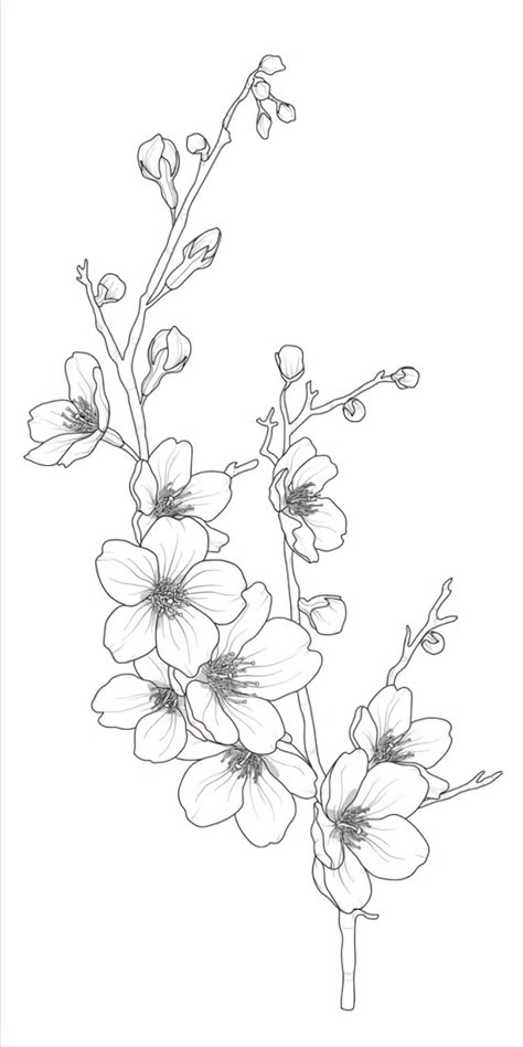 Draw Sakura Flower, Sakura Sketch Flower, Cherry Blossom Outline, Burn Hats, Cherry Blossom Drawing, Orchid Tattoo, Outline Images, Flower Line Drawings, Flower Drawings