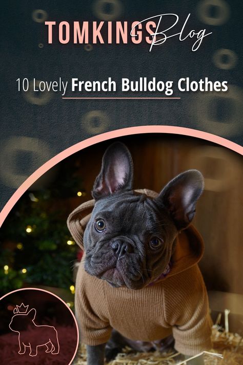 French Bulldog Clothes Outfits, Frenchie Outfits, French Bulldog Outfits, Frenchie Accessories, Frenchie Hoodie, Baby Kiwi, Bulldog Clothes, French Bulldog Clothes, Dog Clothes Diy