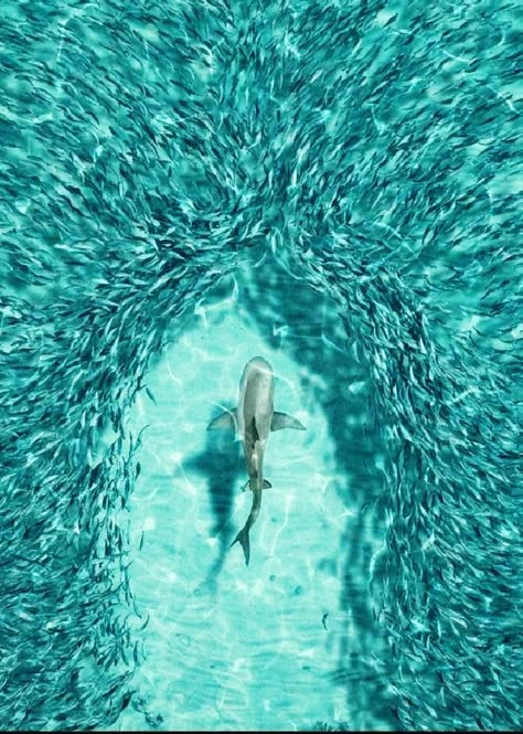 Ocean Animals Pictures, Marine Life Wallpaper, Shark Widget, Shark Wallpaper Iphone, Sea Beach Aesthetic, Shark Background, Shark Board, Shark Wallpaper, Underwater Landscape