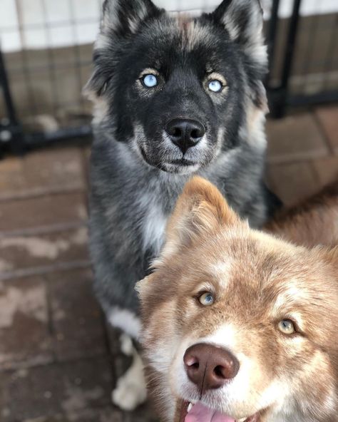 GonzalezWoolyHuskies on Instagram: “The most cutest boys ever seen😵‍💫 🐶 🐾 🐶 #siberianhusky #siberianhuskies #siberianhuskygram #siberianhuskylife #woolysiberianhuskypuppies…” Wooly Siberian Husky, Agouti Husky, Husky Puppy, Dog Photography, Siberian Husky, Animal Gifs, Husky, Cute Animals, Puppies