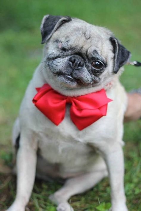 Meet Monkie, a One-Eyed Pug Who Finally Found Her Family | Dogster Pug Meme, Pug Accessories, Puggle Puppies, Pug Puppies, The Pug, Pugs Funny, Pug Lover, Cute Pugs, Puppy Care