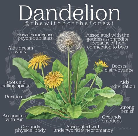 Dandelion Uses, Medicinal Herbs Garden, Witch Herbs, Medical Herbs, Green Witchcraft, Magic Herbs, Magical Herbs, Healing Plants, Herbal Healing