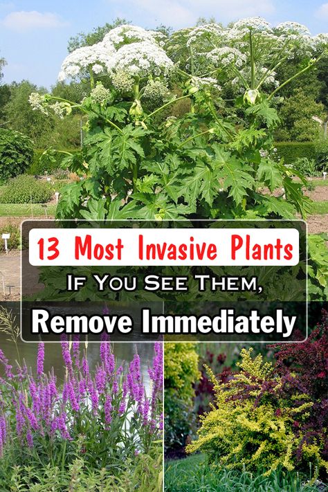 Oyster Plant, Purple Loosestrife, Deadly Plants, Grass Species, Clematis Plants, Hedging Plants, Yellow Plants, Invasive Plants, Plant Identification