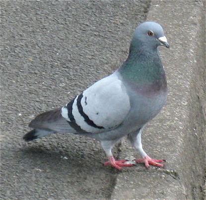 27. Feral pigeon. January 1 2012. Peigon Bird, Racing Pigeon Lofts, Feral Pigeon, Pigeon Blue, Cute Pigeon, Aesthetic Animals, Pigeon Breeds, Wood Pigeon, Dove Pigeon