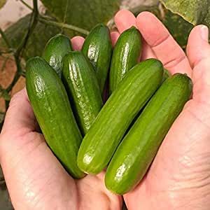 Snack Cucumber, Garden Tool Holder, Cucumber Trellis, Mini Cucumbers, Cucumber Seeds, Growing Cucumbers, Urban Farmer, Plant Diseases, Organic Fertilizer