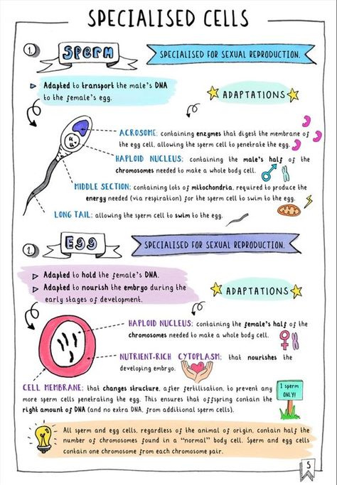 Get your FREE GCSE Biology Revision notes on specialised cells. These colourful sketchnotes are a sample of Doctor Me Clever's guide to Edexcel 9-1 GCSE Biology Topic 1 Key Concepts in Biology. Available as an ebook (doctormeclever.com) or paperback on amazon. #edexcel #aqa #biology #specialisedcells #sperm #egg Edexcel Biology Gcse, Gcse Cell Biology Revision, Cell Revision Notes, Aqa Biology Gcse, Cell Biology Notes Gcse, Aqa Gcse Science Revision Notes, Cells Revision Notes, Biology Revision Gcse Cells, Gcse Science Revision Biology