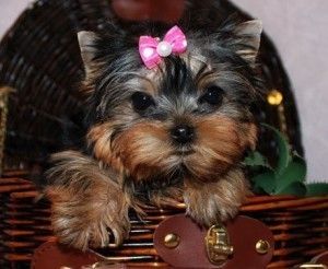 Yorkie Puppies For Adoption, Teacup Yorkie Puppy, Yorkie Puppy For Sale, Free Puppies, Yorkie Puppies, Puppies For Adoption, Teacup Yorkie, Yorkie Dogs, Yorkshire Terrier Puppies