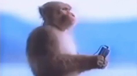 Monkey Music Monkey GIF - Monkey Music Monkey Monkey Listening To The Music - Discover & Share GIFs Monkey Gif, Monkey Monkey, Animated Gif, Gif, Music