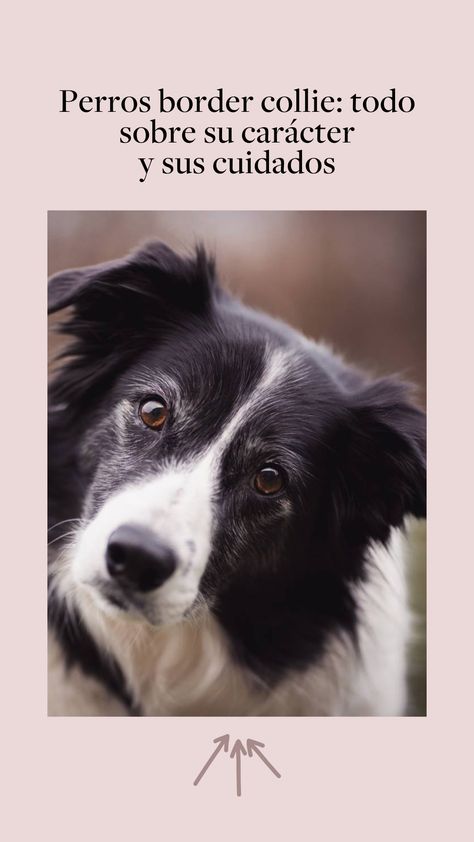 Border Collie Puppy, Collie Puppies, Border Collie Puppies, Rough Collie, Border Collies, Border Collie, Puppies, Animals, Quick Saves