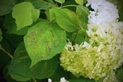 Leaf Spot Diseases On Hydrangeas: Learn About Treating Hydrangea Leaf Spot Hydrangea Diseases, Hydrangea Leaf, French Hydrangea, Hydrangea Potted, Female Urinal, Hydrangea Varieties, Bigleaf Hydrangea, Hydrangea Leaves, Plant Bugs