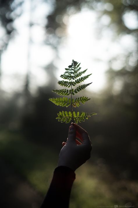 Photography Forest, Hand Photography, Hiking Photography, Forest Bathing, Photography Creative, Forest Photography, Poses References, Green Witch, Dark Photography