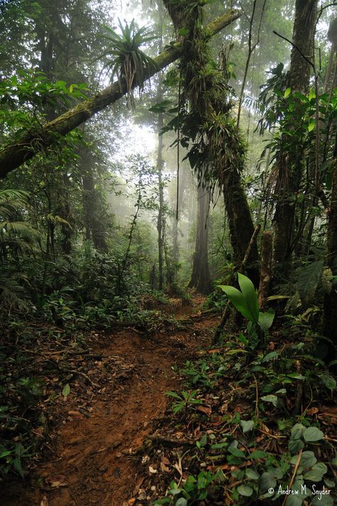 Honduras - Cusuco National Park Honduras Travel, Tree Forest, Nature Aesthetic, Pretty Places, Central America, Mother Earth, Honduras, Beautiful World, Beautiful Landscapes