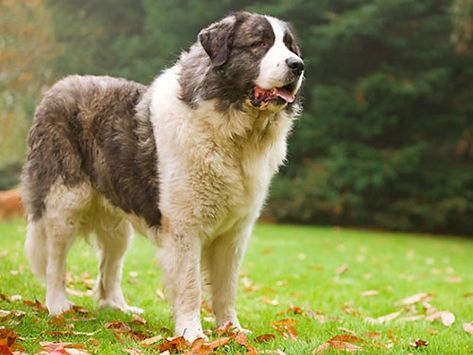 Pyrenean Mastiff p Pyrenean Mastiff, Spanish Mastiff, Dnd Oc, Livestock Guardian Dog, Mastiff Puppies, Greater Swiss Mountain Dog, Swiss Mountain Dogs, Boxer (dog), Dogs Breeds