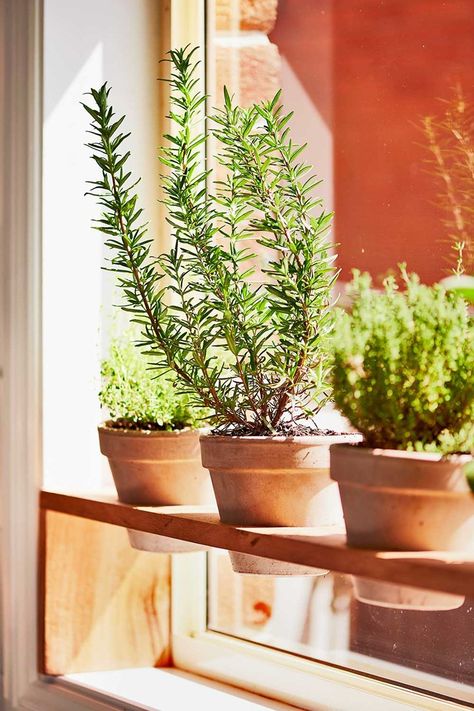 Kitchen Plant Ideas, Kitchen Plant Decor, Hanging Plant Indoor, Kitchen Plants Decor, Herb Window, Window Herb Garden, Kitchen Window Sill, Hanging Herbs, Plant Window