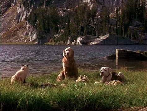 Homeward Bound Movie, Bound Movie, Best Kid Movies, Oz Movie, The Incredible Journey, Kids Movies, Disney Cats, The Best Movies, Tv Dinner