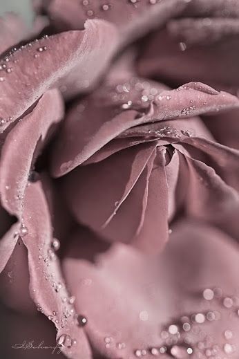 Deco Rose, Rosé Aesthetic, Dusty Purple, Mauve Color, Soft Summer, Aesthetic Colors, Rose Color, Pantone Color, Color Themes