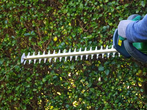 How to sharpen hedge trimmer blades expertly and safely in 7 simple steps - NewsBreak Ripen Green Tomatoes, Houseplant Trellis, Leather Work Gloves, Lawn Mower Blade, How Do You Clean, Hedge Trimmer, Interior Design Advice, Rain Chain, Hedge Trimmers