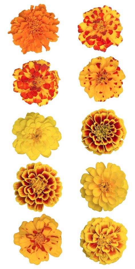 Wedding Colors Yellow, October Colors, Flowers Marigold, Marigold Tattoo, Hydrangea Quercifolia, Month October, Hydrangea Macrophylla, Marigold Flower, Diy Wedding Flowers