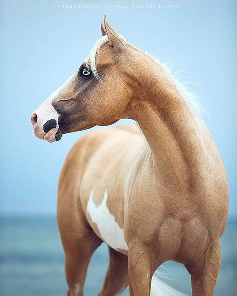 Blue eyed Palomino Paint. Paint Horse, Baltic Sea, White Horse, About Us, Paint, Blue, White