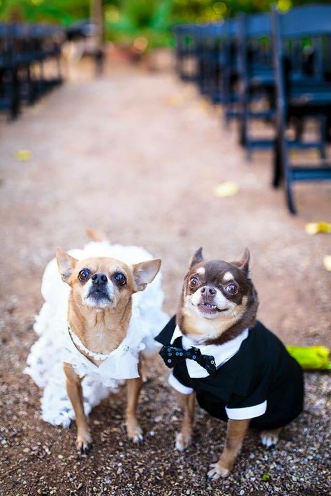 Just Married!! Chiweenie Dogs, Baby Chihuahua, Cute Chihuahua, Chihuahua Lover, Chihuahua Love, Chihuahua Puppies, Cute Funny Dogs, Chihuahua Dogs, Cute Dogs And Puppies