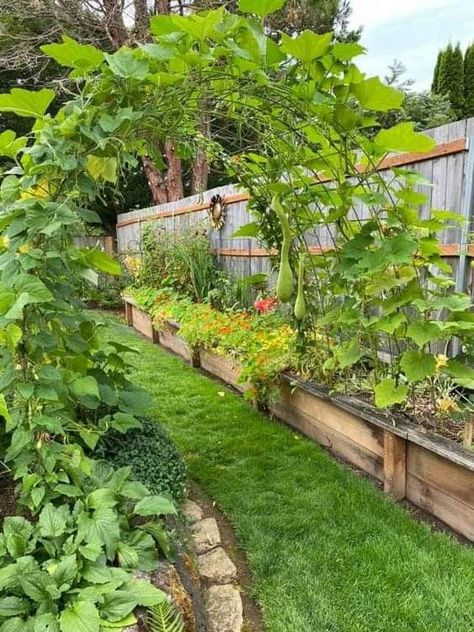 Climbing Vegetables, Vegetable Gardening Ideas, Garden Setup, Keyhole Garden, Tiny Garden Ideas, Trellis Garden, Courtyard Gardens Design, Brick Garden, Sloped Garden