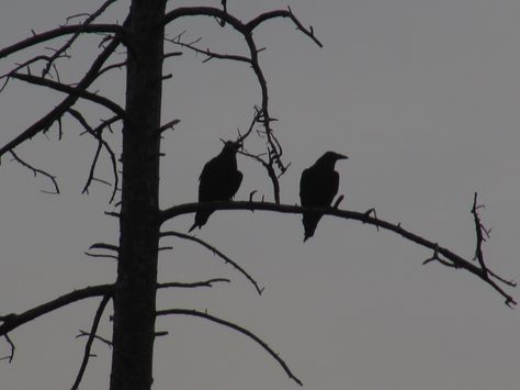 Two black crows Two Crows, Dark Window, Black Crows, Dark Windows, Black Crow, Song Bird, Crows, Flocking, Universe