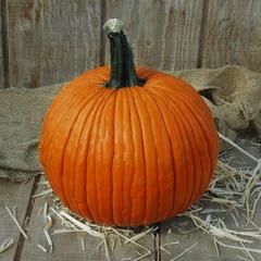 Pumpkin Mrs. Wrinkles F1 Felted Pumpkins, Hey Pumpkin, Planting Pumpkins, Biggest Pumpkin, Pumpkin Wallpaper, Pumpkin Images, Pumpkin Pictures, Pumpkin Photos, Green Pumpkin