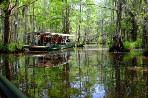 The Story Behind This Legendary Swamp Monster In Louisiana Will Give You The Chills New Orleans Swamp Tour, New Orleans Bayou, Louisiana Swamp, Swamp Tours, New Orleans Travel, Boat Tours, Book Reviews, Tourist Destinations, Virtual Tour