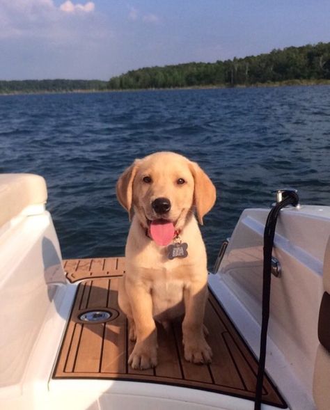 Dogs On Boats, Cute Lab Puppies, Yellow Lab Puppy, Yellow Lab Puppies, Golden Labs, Mini Goldendoodle Puppies, Golden Retriever Puppies, My Yellow, Cute Dogs Images