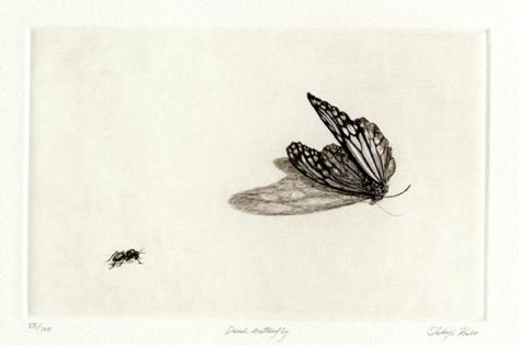 Dead Butterfly. | The Old Print Shop Dead Butterfly, Drawing Dead, Butterfly Line Art, Butterfly Sketch, Butterfly Artwork, Butterfly Illustration, Butterfly Drawing, Mini Canvas Art, Butterfly Art