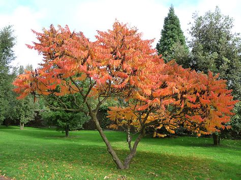 Rhus typhina Rhus Typhina, Native Plant Landscape, Small Trees For Garden, Northwest Garden, Tree Lined Driveway, Backyard Plants, Gravel Garden, Winter Plants, School Garden