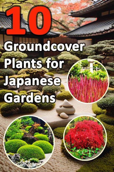 If you're looking to enhance the aesthetic appeal of your Japanese garden, incorporating groundcover plants is a wise choice. Not only do they add lush greenery, but they also serve practical purposes such as soil retention and weed suppression. Our list of the top 10 groundcover plants for Japanese gardens includes choices like creeping thyme, Japanese spurge, and mondo grass. Each plant boasts unique textures, colors, and fragrances that will elevate your garden to the next level. Small Japanese Garden Diy, Small Japanese Garden Ideas, Japanese Spurge, Zen Garden Plants, Japanese Garden Backyard, Groundcover Plants, Japanese Garden Plants, Japanese Gardens Design Ideas, Spiritual Garden