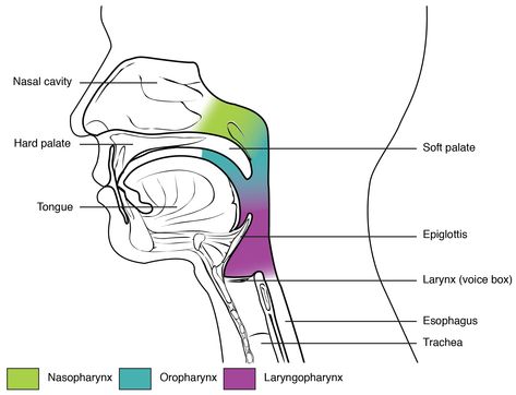 Pharynx | Contemporary Health Issues Lingual Tonsils, Respiratory System Anatomy, Stratified Squamous Epithelium, Paranasal Sinuses, Renal Cell Carcinoma, Soft Palate, Severe Asthma, Lymph Drainage, Diagram Design