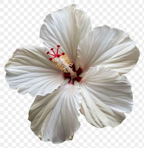 White Hibiscus Flower, Png Light, Light Flowers, Png Flowers, Flowers Tropical, White Hibiscus, Bloom Blossom, Tropical Flower, Flower Lights