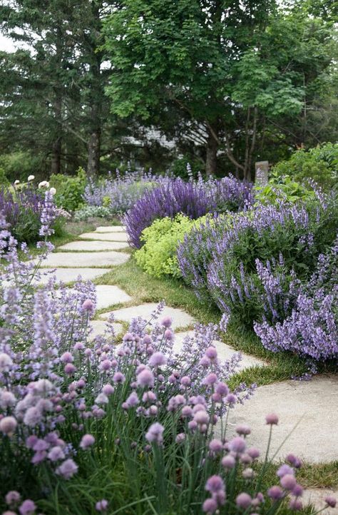 Purples and lime - lovely Stone Walkways, Landscaping Shrubs, Kolam Koi, Funny Vine, Creative Landscape, Cottage Garden Design, Flower Garden Design, Garden Shrubs, Cottage Gardens