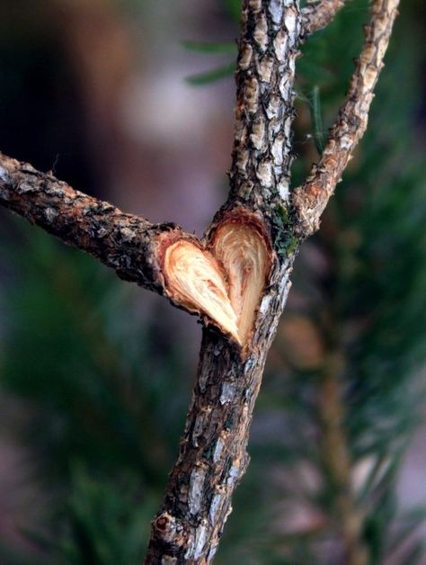 Heart In Nature, Foto Tips, I Love Heart, Happy Heart, With All My Heart, Heart Soul, Hearts Desire, Felt Hearts, Beautiful Heart